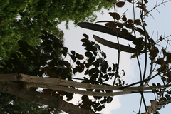 Oroxylum indicum